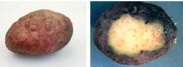Карантинные вредители картофеля: потенциальная угроза, которая может стать реальностью