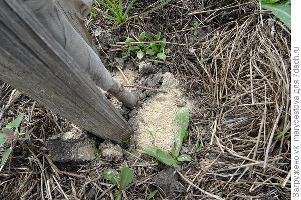 Муравьи: экологичный метод борьбы при помощи диатомитовой муки