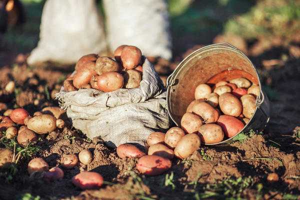 Обработка картофеля от фитофторы: сроки, препараты, количество обработок