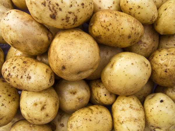 Парша на картофеле: почему появляется и как лечить