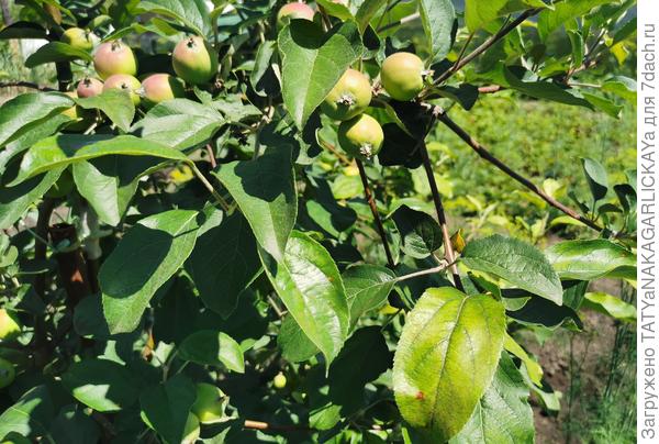 Защита и лечение плодовых деревьев от заболеваний. Ржавчина на яблоне