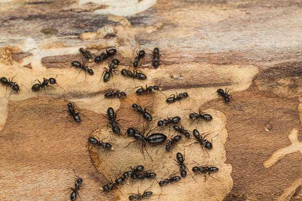 Средства борьбы с муравьями на садовом участке: биологические и химические