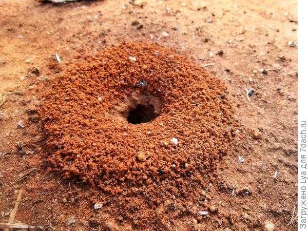 Муравьи: эффективные методы борьбы с муравьями
