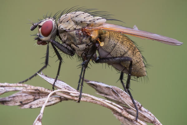 Луковая муха: что это такое и как с ней бороться