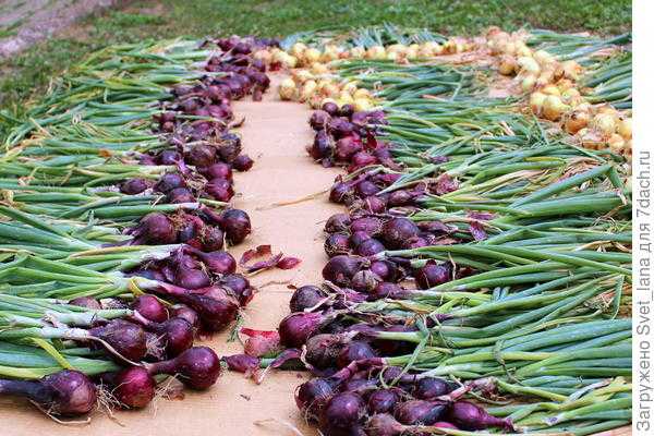 7 секретов удачного урожая репчатого лука выращиванием из семян