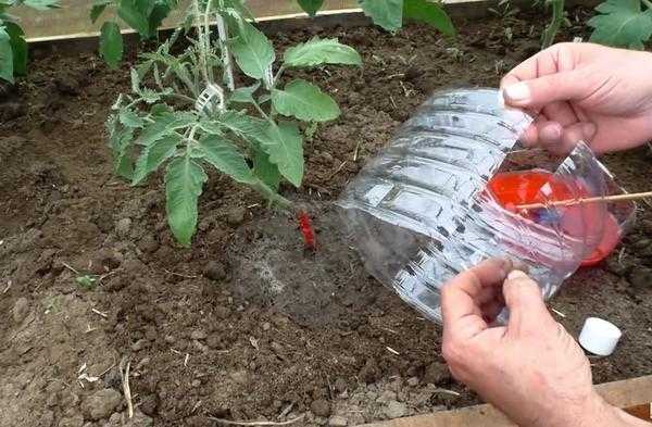 Прикорневые и корневые гнили томатов: причины и помощь при заболевании