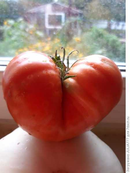 Защита томатов от фитофторы: опрыскивание фурацилином