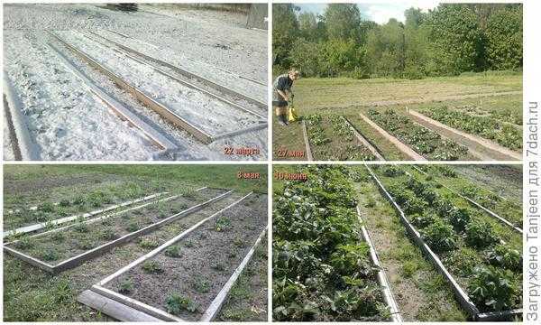 Выращивание садовой земляники: подготовка грядок, защита от болезней, уход. Отзыв о сортах, фотографии