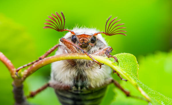 Объявляем в розыск опасных насекомых и представляем новый проект — Энциклопедию вредителей