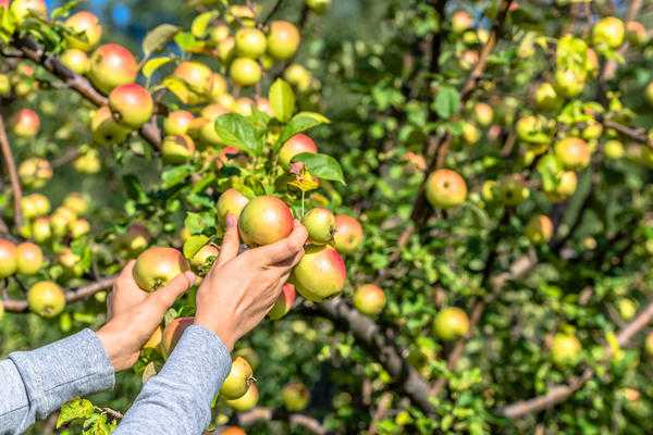 Как обрабатывать плодовый сад без химии. Программа биозащиты с апреля по октябрь