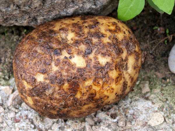 Как уберечь картофель от вредителей и болезней: 7 злейших врагов и средства защиты от них
