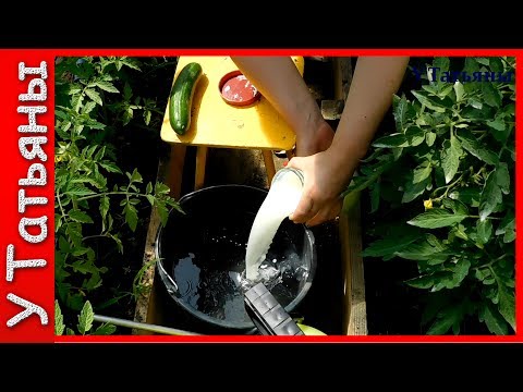 Опрыскивание помидоров сывороткой с йодом: пропорции для обработки