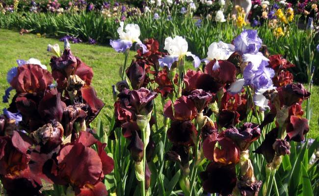 16 многолетних цветов, которые идеально подходят для любого сада
