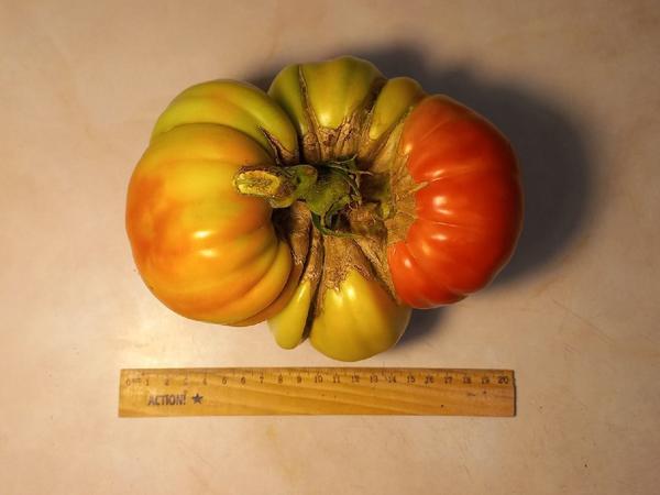 Как вырастить гигантский помидор. Опыт выращивания в квартире. Фотографии, видео