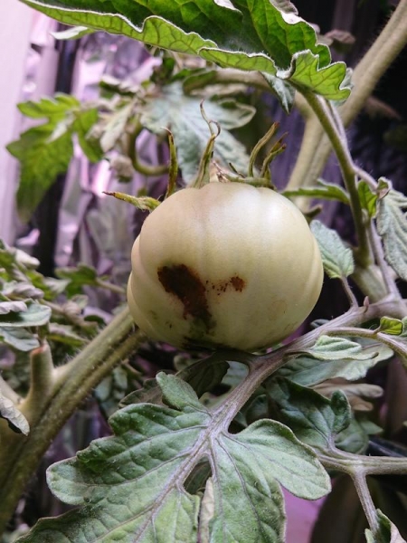 Как вырастить гигантский помидор. Опыт выращивания в квартире. Фотографии, видео