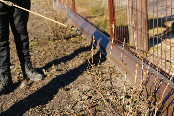 Весенняя обработка сада: как обнаружить перезимовавших вредителей и чем опрыскать растения