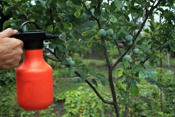 Монилиоз вишни, яблони и других плодовых: как и когда применять фунгицид "Хортон" против заболевания