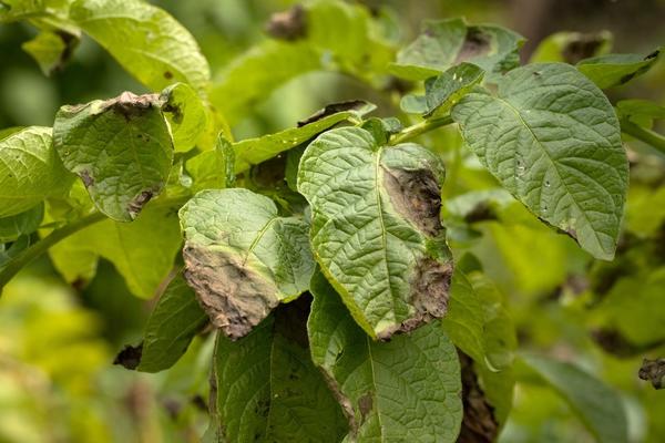 4 главные болезни растений в огороде. Как остановить распространение инфекций