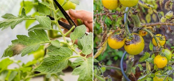 4 главные болезни растений в огороде. Как остановить распространение инфекций
