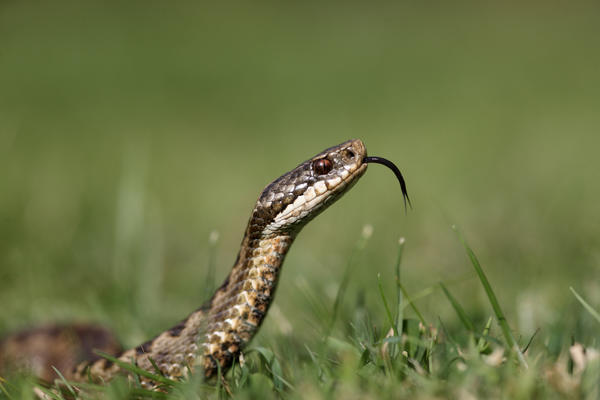 Змеи: ядовитые и не опасные