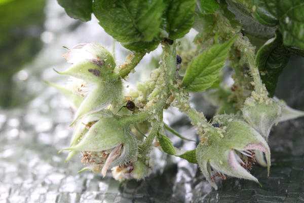 Болезни и вредители малины: как защитить растения и сохранить урожай