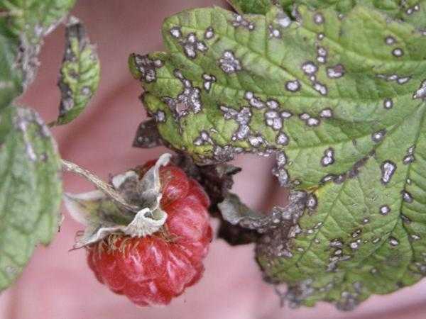 Болезни и вредители малины: как защитить растения и сохранить урожай